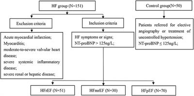 The Value of IGF-1 and IGFBP-1 in Patients With Heart Failure With Reduced, Mid-range, and Preserved Ejection Fraction